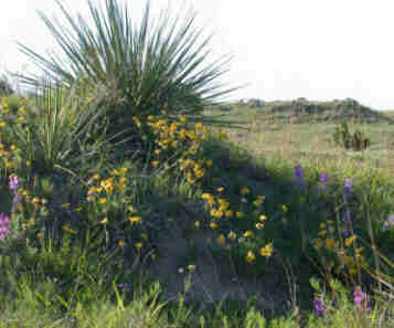 Wildflowers